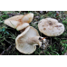 Мицелий Груздя пергаментного (Lactarius pergamenus)